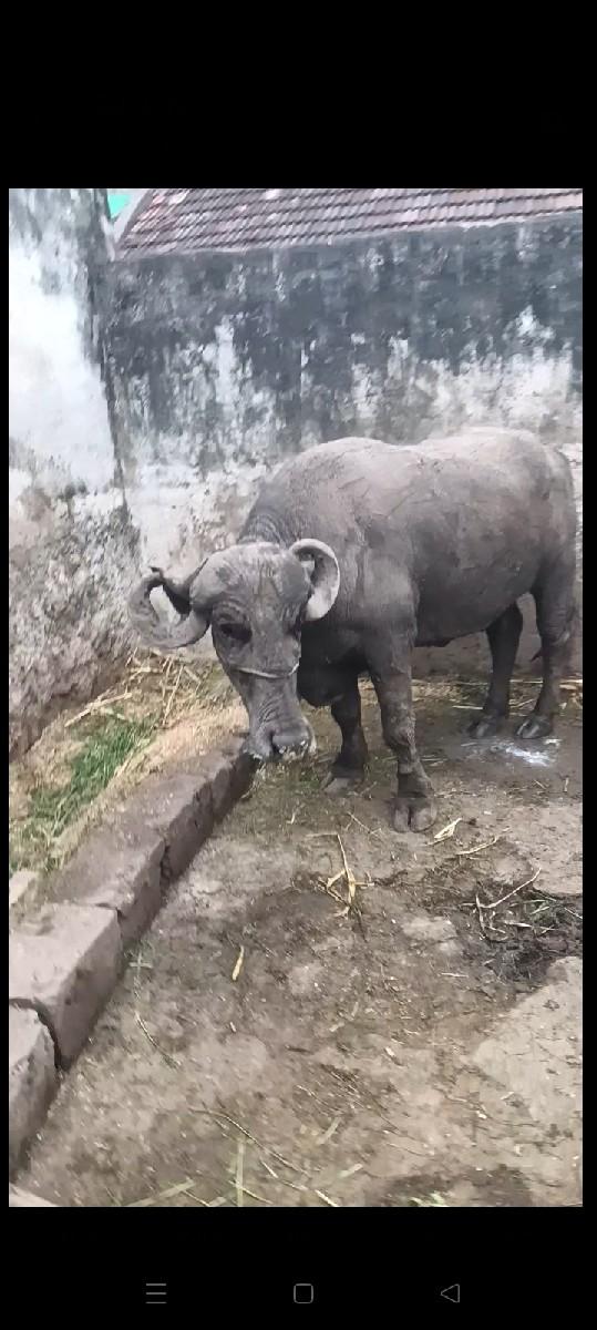 થંબનેલ 2