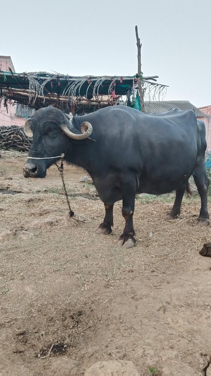 થંબનેલ 2