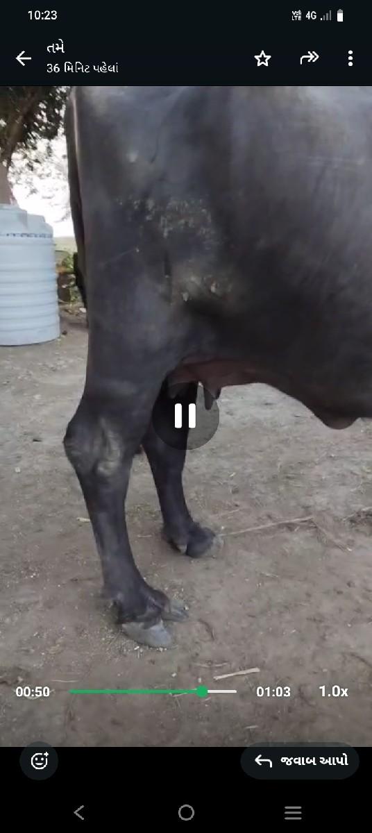 થંબનેલ 3