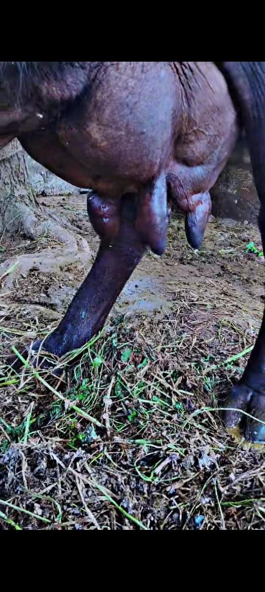 ભેસ વેચવાની છે