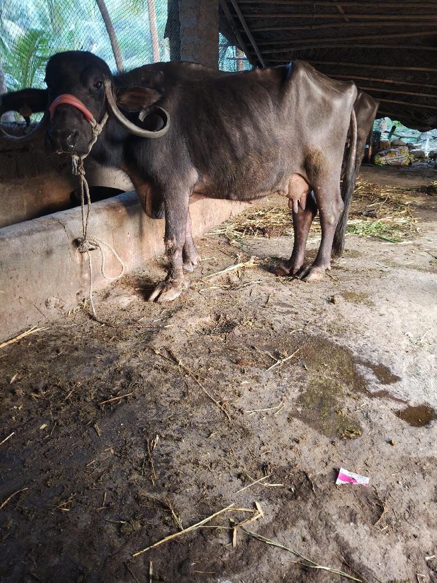 ભેંસ વેચવાની છે