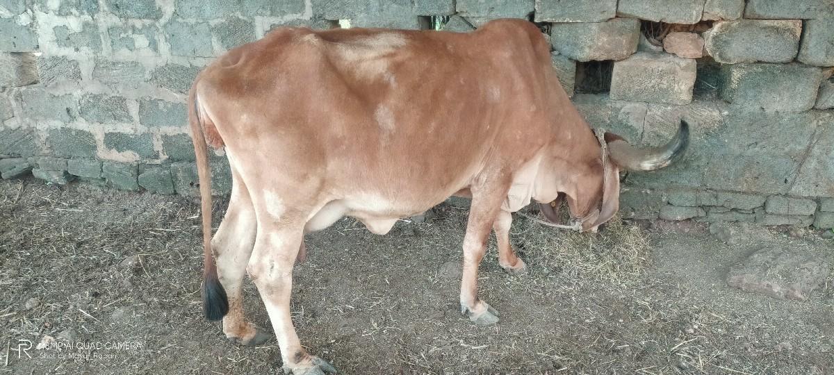 થંબનેલ 3