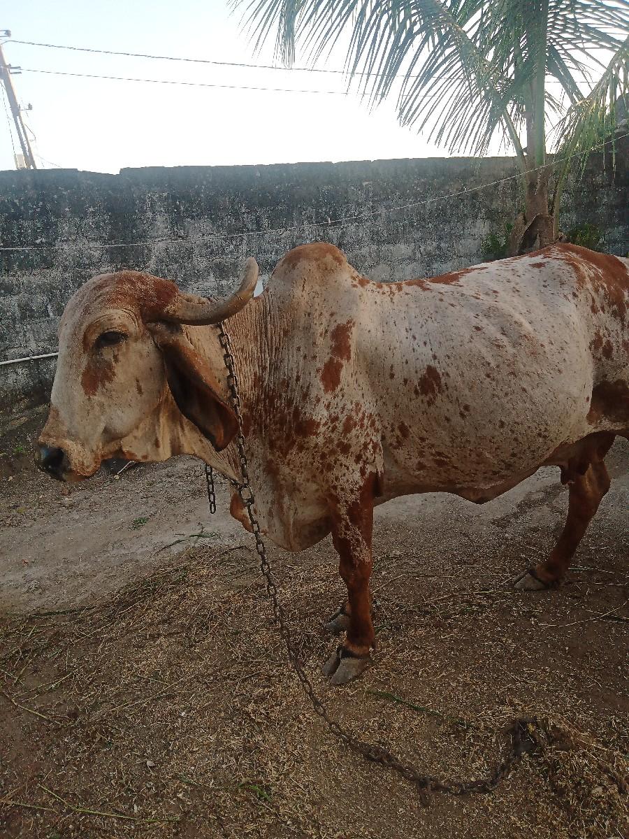 થંબનેલ 2