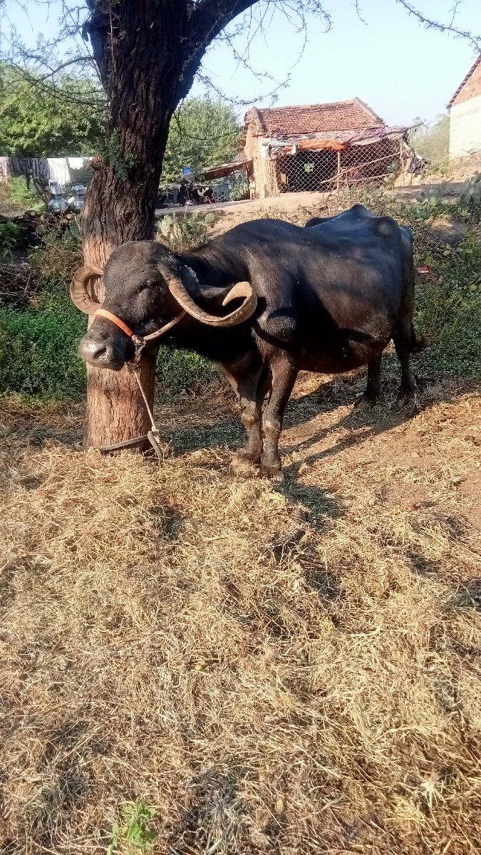 થંબનેલ 3