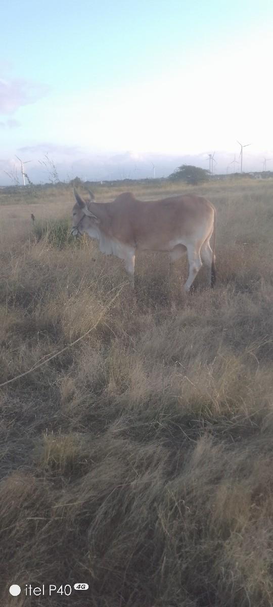 થંબનેલ 2