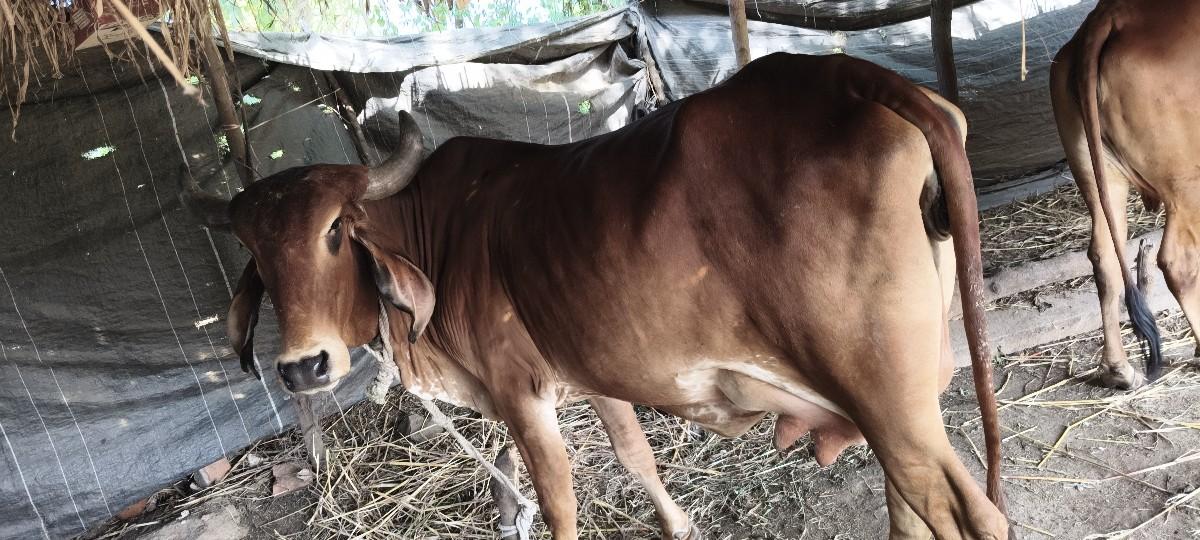 પહેલુ વેતરી ગાય