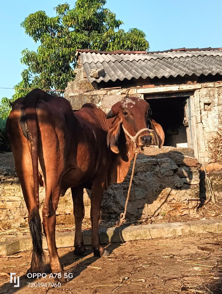 થંબનેલ 3