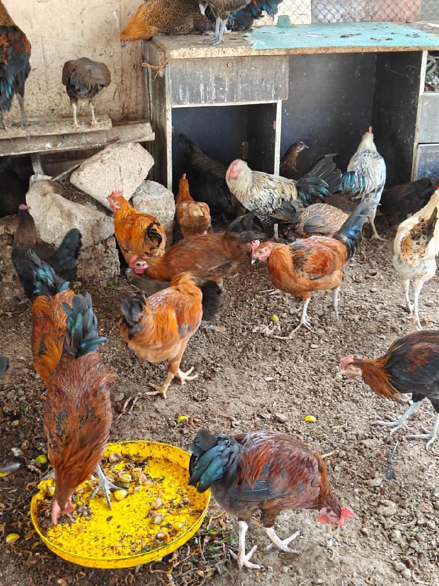 થંબનેલ 2