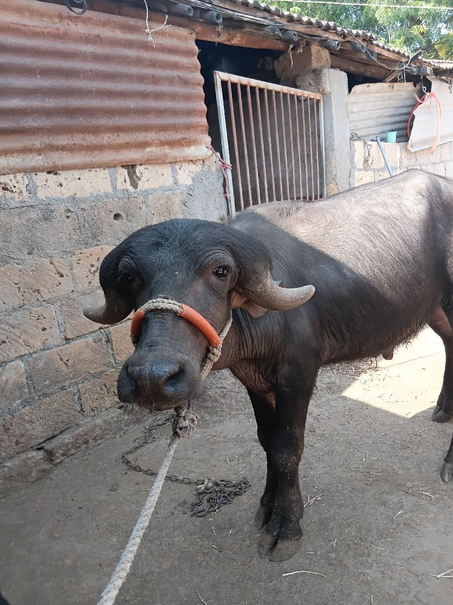 થંબનેલ 3