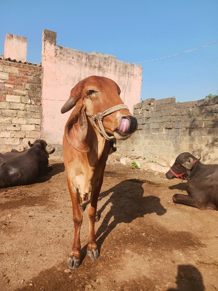 gir hodki vechva ni chhe