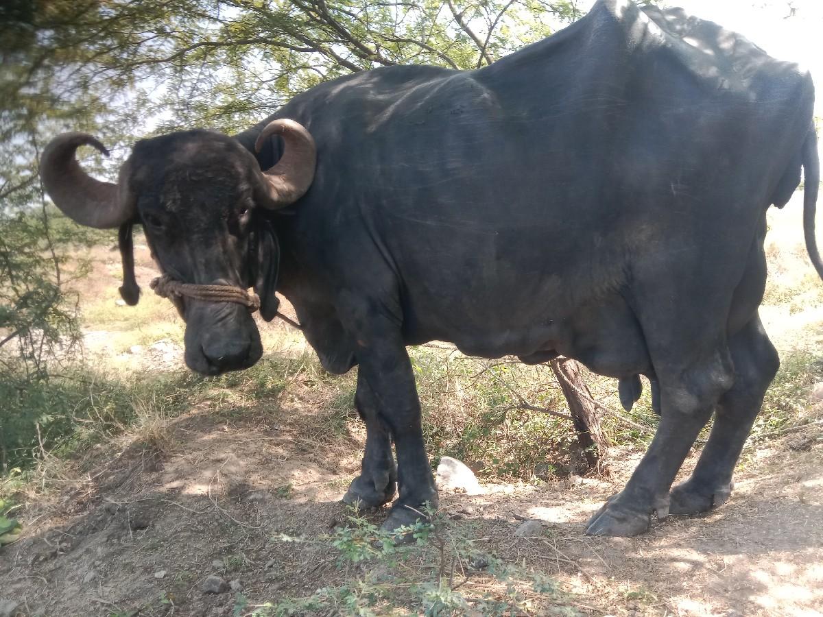 ભેંસ વેચવાની છે જવાબ દારી છે