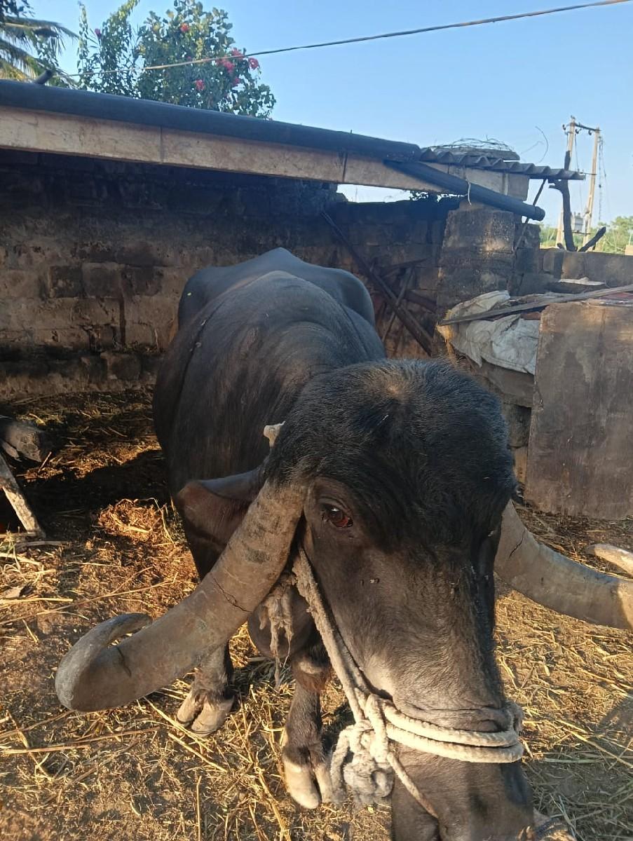 થંબનેલ 2