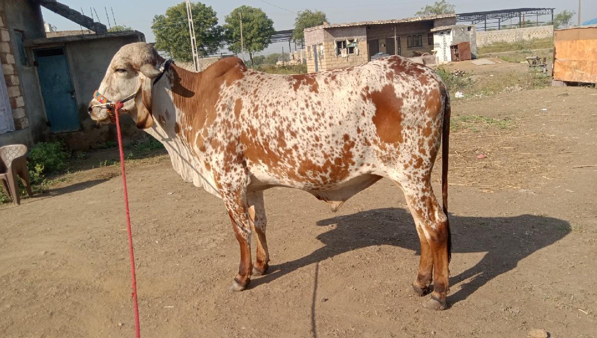 Junagarh Jila pahchan Taluka plot