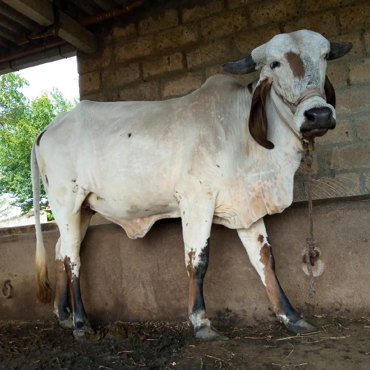 હોડકી વેચવાની છે