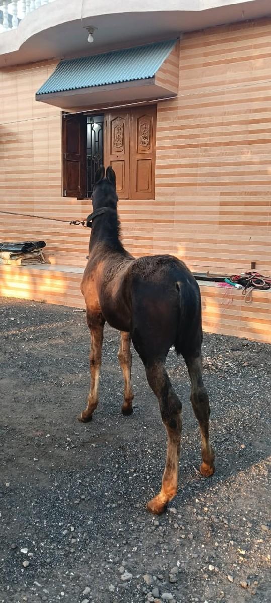 થંબનેલ 2