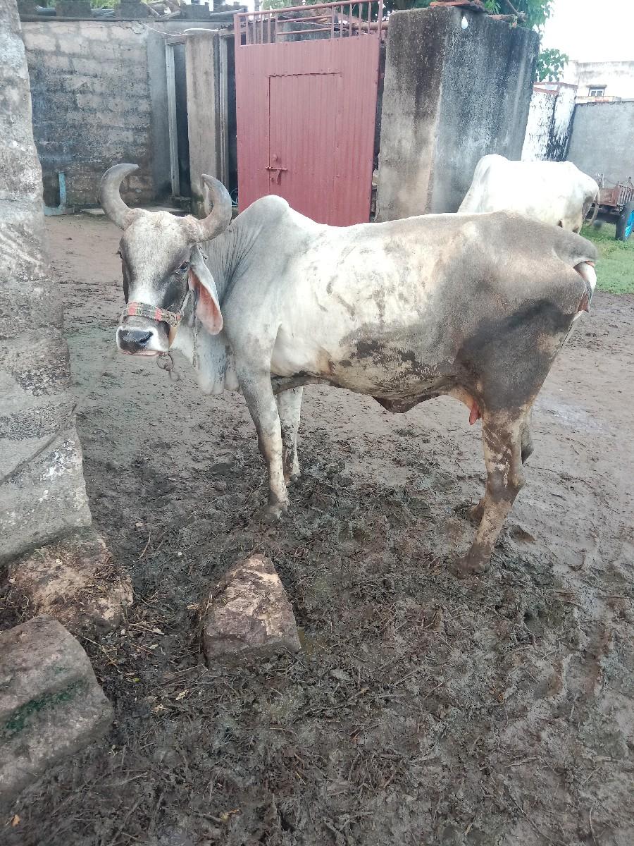 ગાય વેચવા નિ છે 9 મહીનોચાલુ