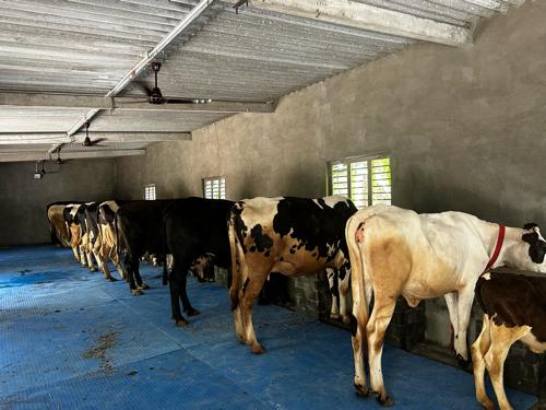 HF ગાય નો તબેલો વેચવાનો છે