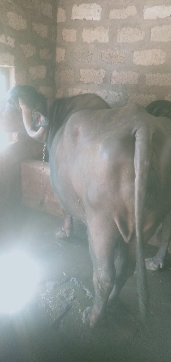 થંબનેલ 2