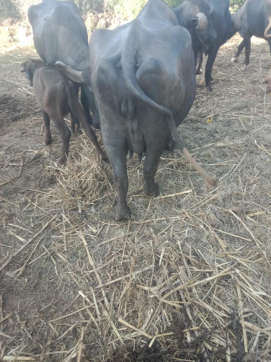 થંબનેલ 3