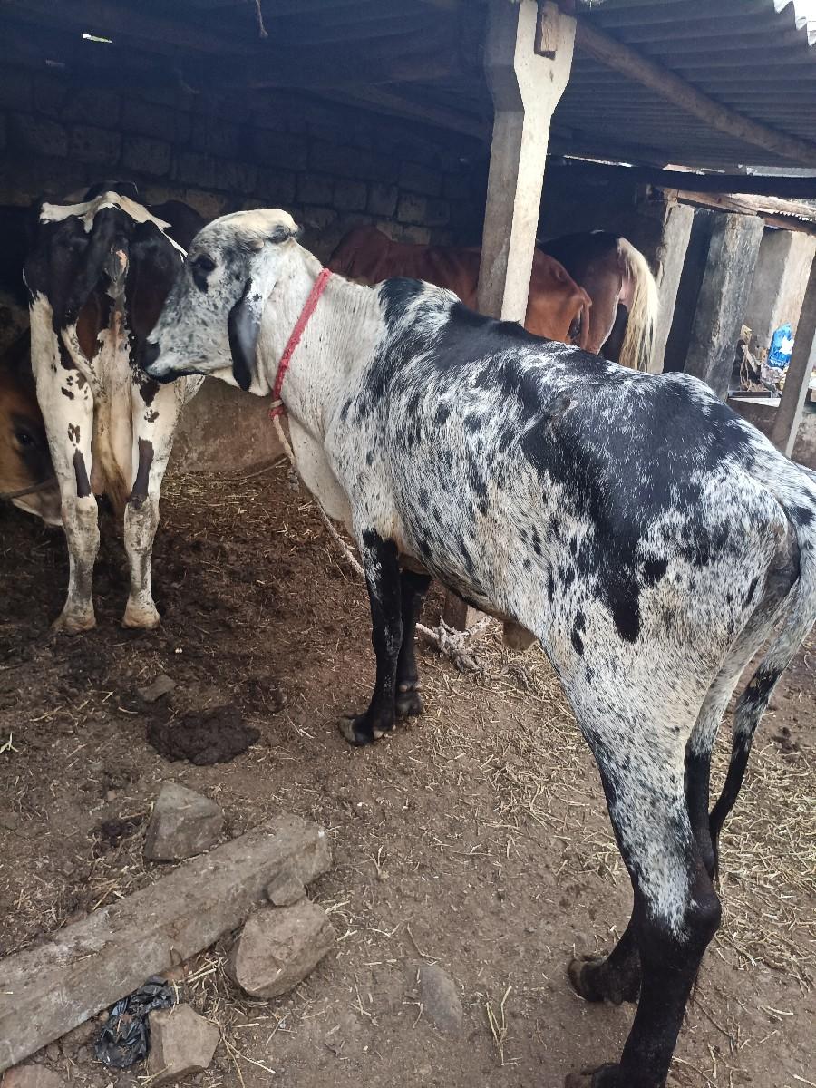 જશી વોકીના સાડામા ધોડી કે વેસેરો