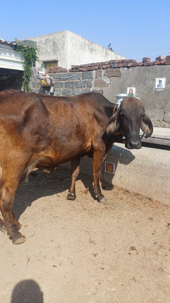 થંબનેલ 2