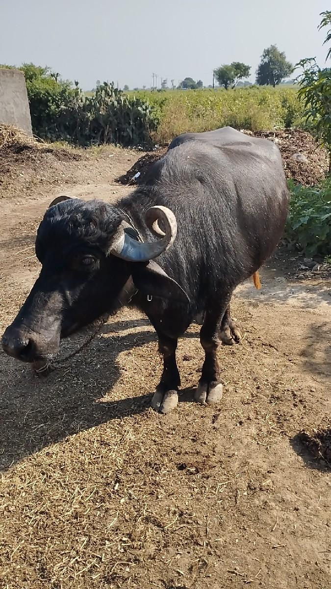 થંબનેલ 2