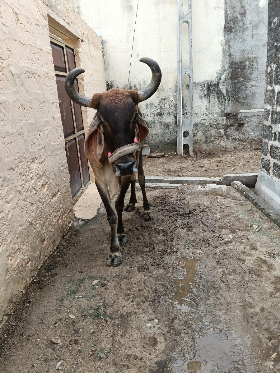 ગાય વેચવાની છે