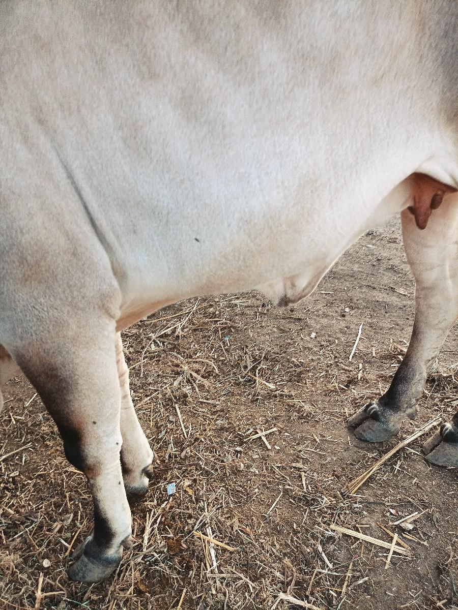 થંબનેલ 3