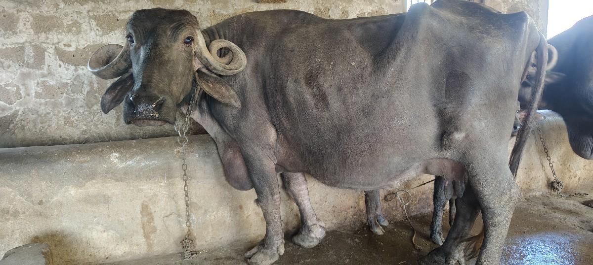 થંબનેલ 2