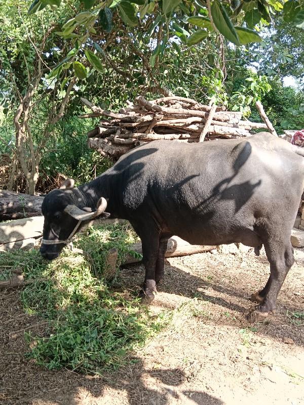 ભેંસ વેચવાની છે