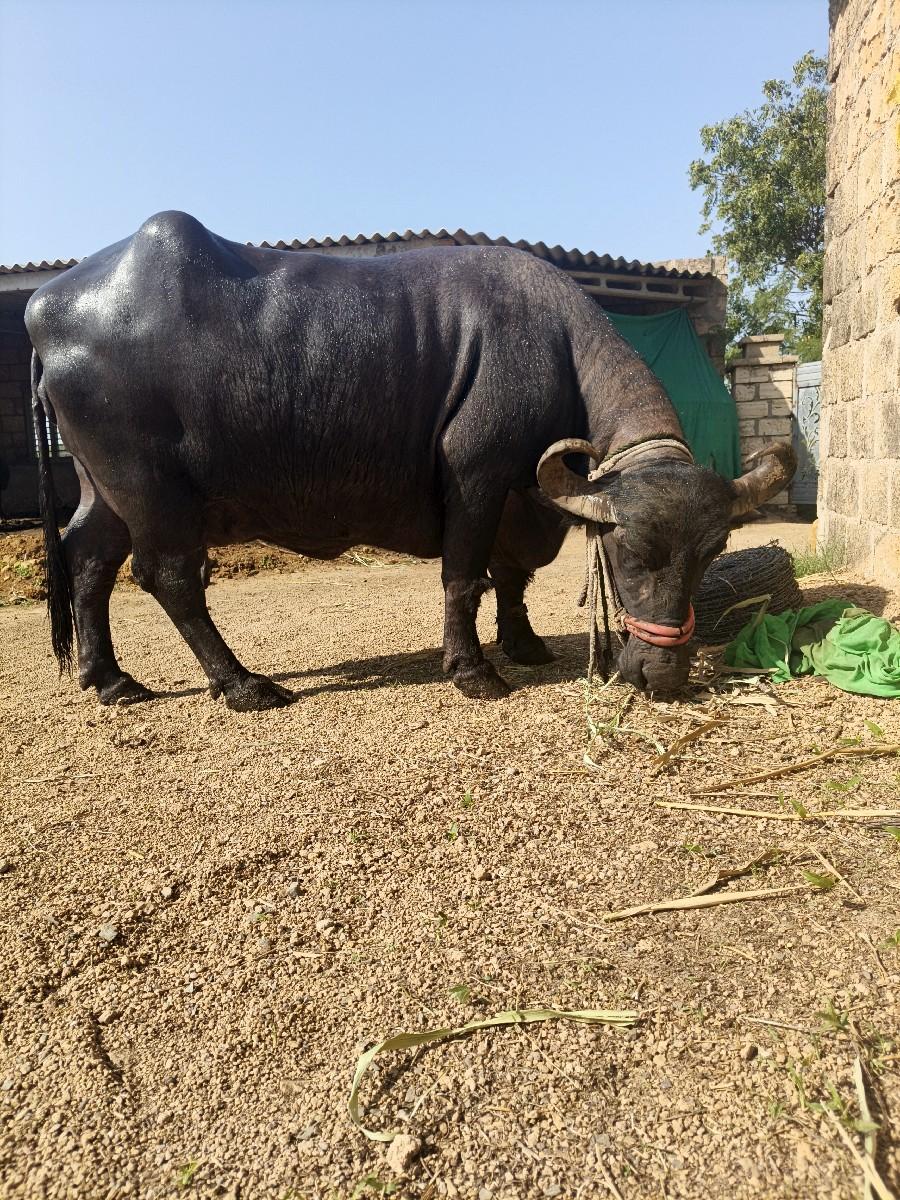 bhes vesvanise 3 vetr 25 divas