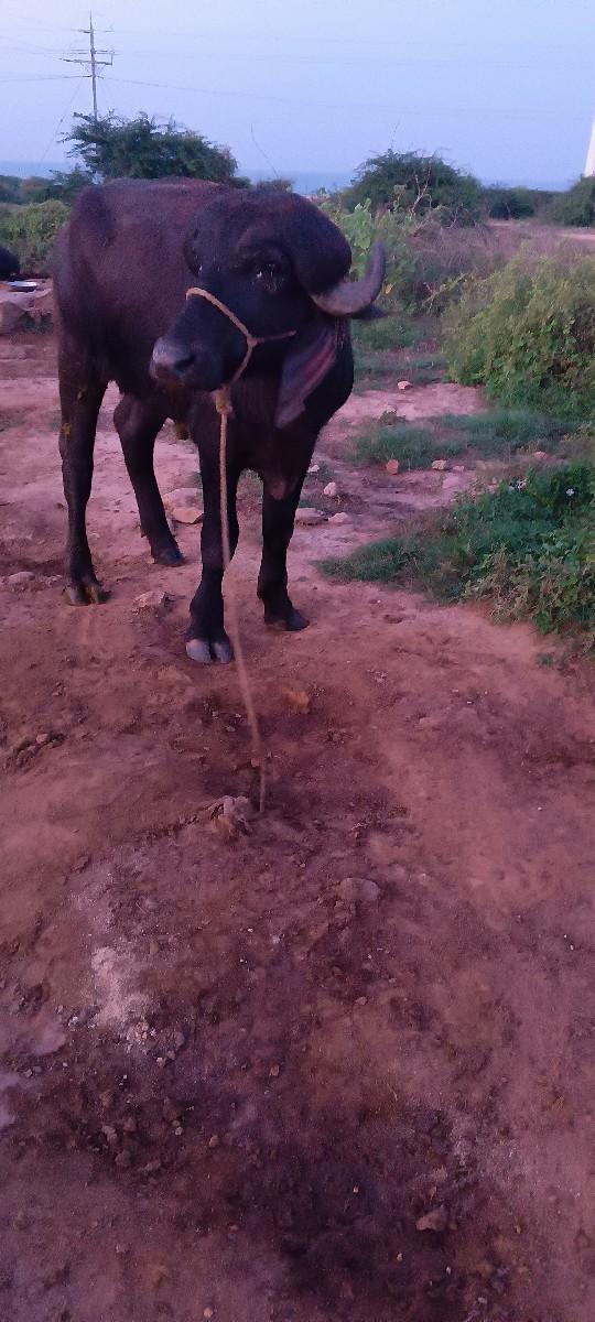 થંબનેલ 2