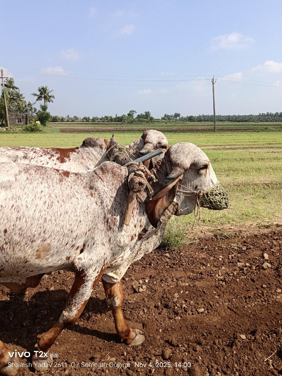 બળદ વેસવાનો સે