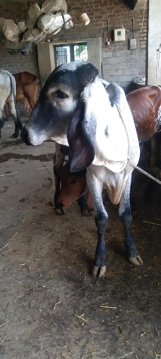 વાસરડો મફત દેવાનો છે