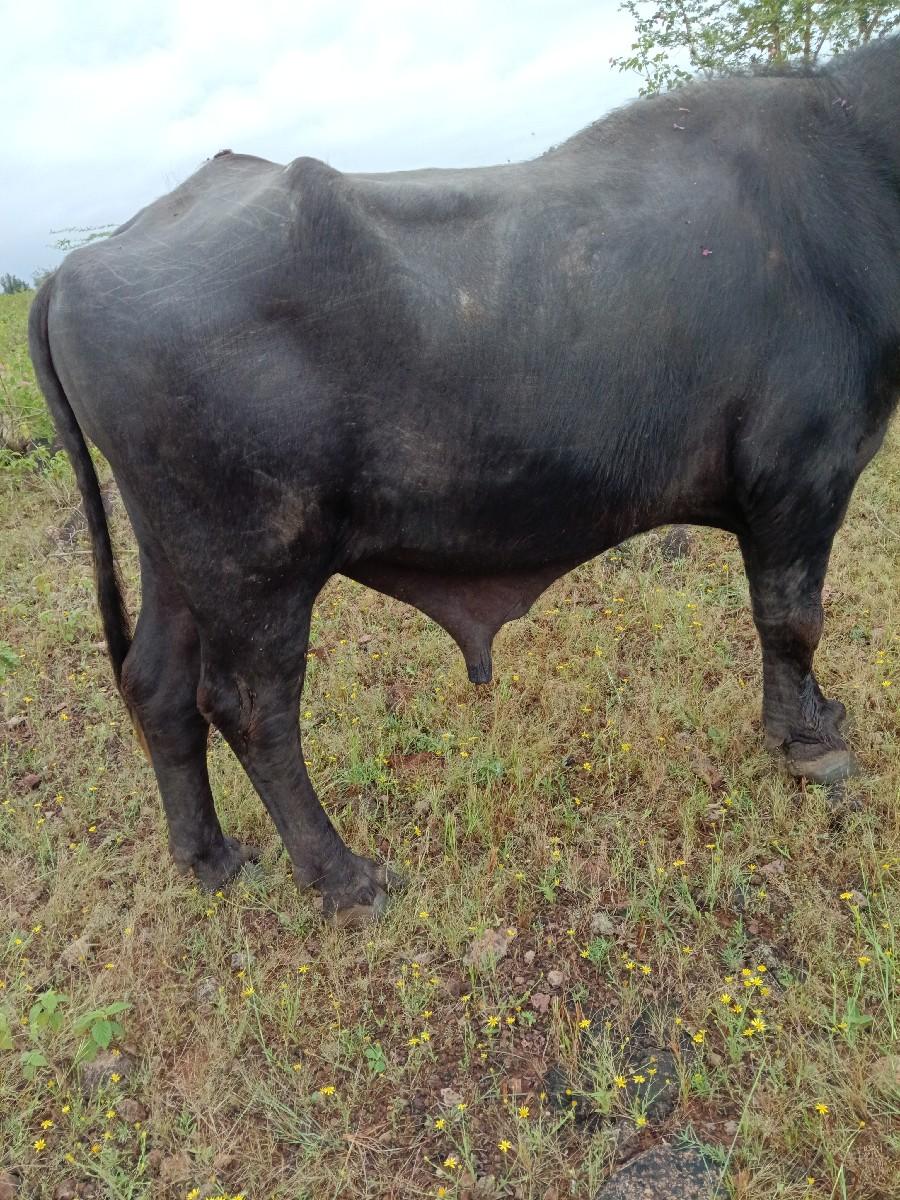 પાડો વેચવાનો છે.