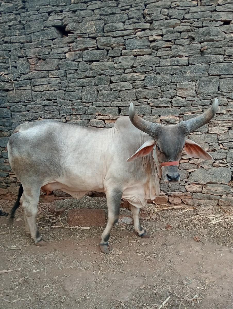 થંબનેલ 2