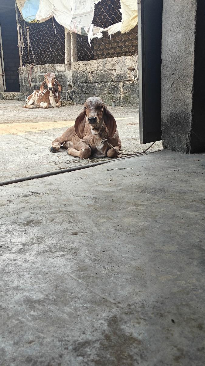 થંબનેલ 3