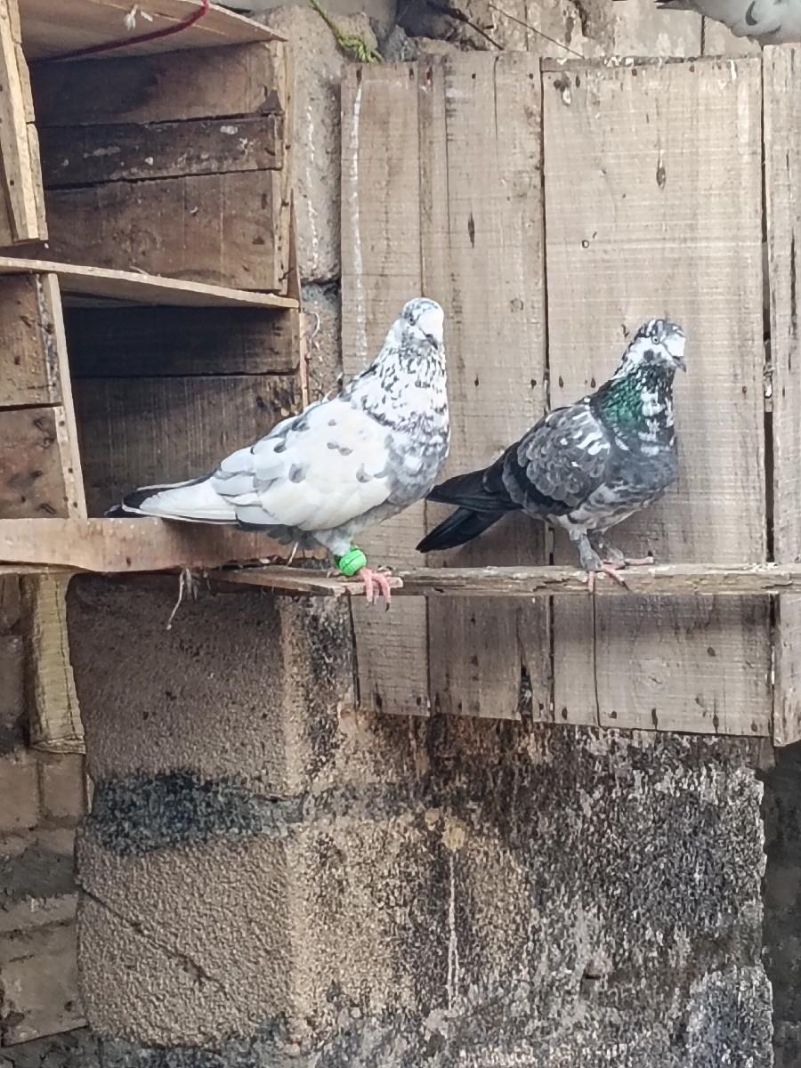 થંબનેલ 2