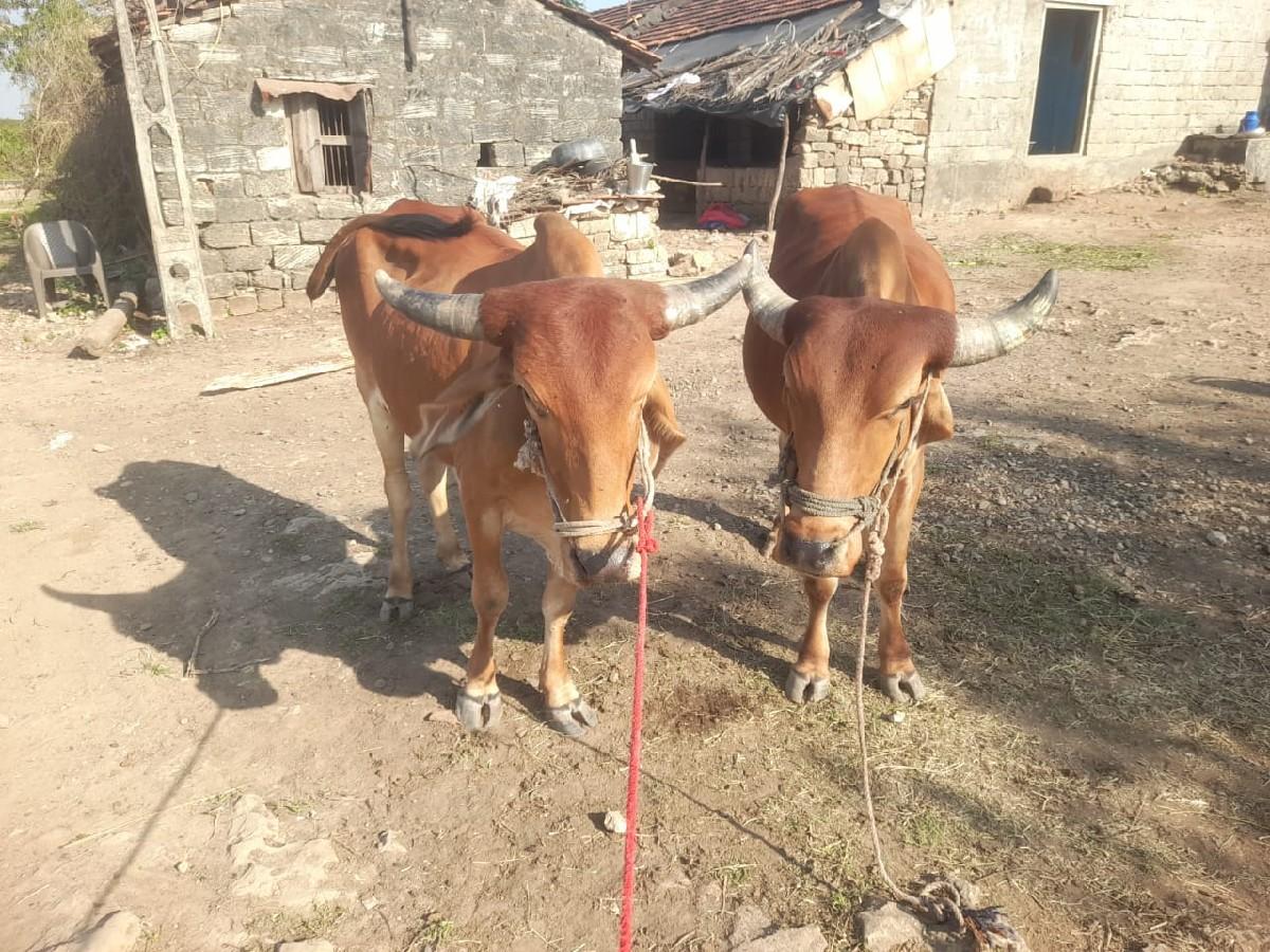 થંબનેલ 2