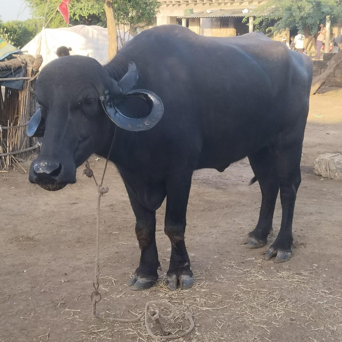 થંબનેલ 2