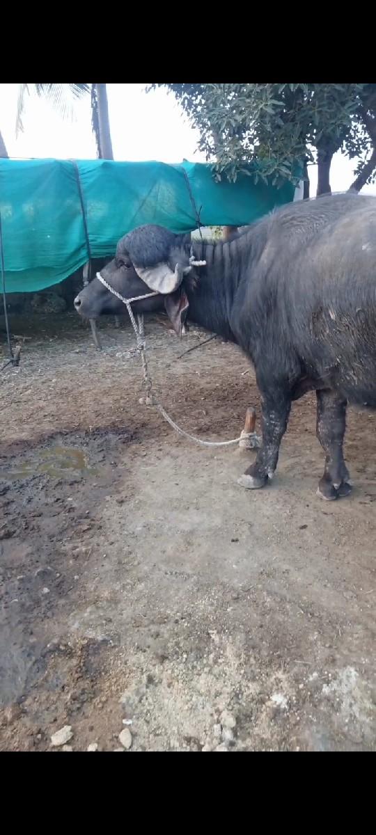 થંબનેલ 3