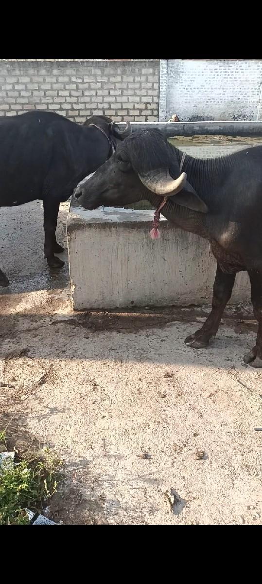 જાફરાબાદી પાડ્યું