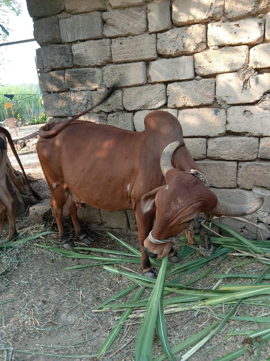 थंबनेल 2