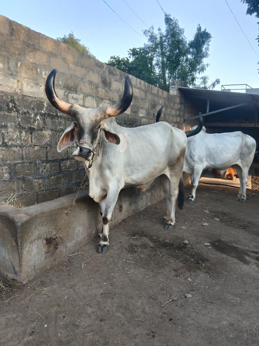 थंबनेल 2