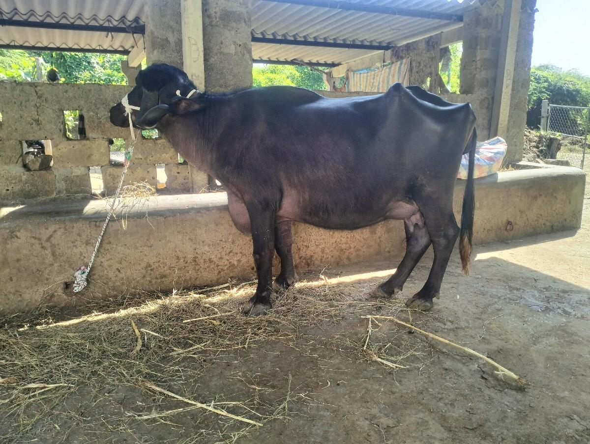 થંબનેલ 2