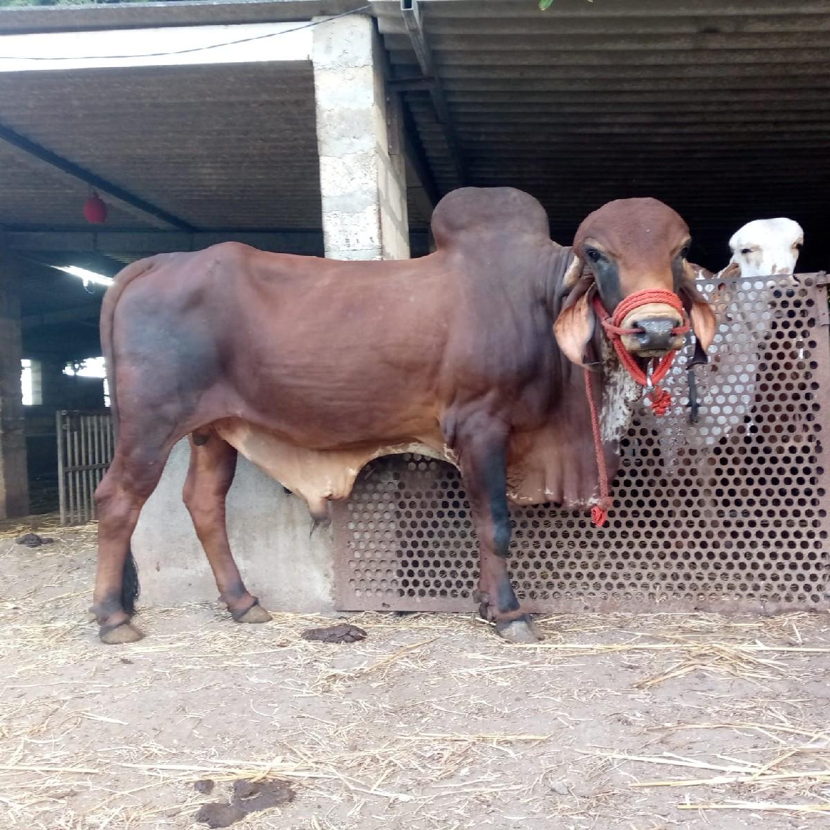 3.5 વર્ષનો ખૂંટ વેચવાનો છે