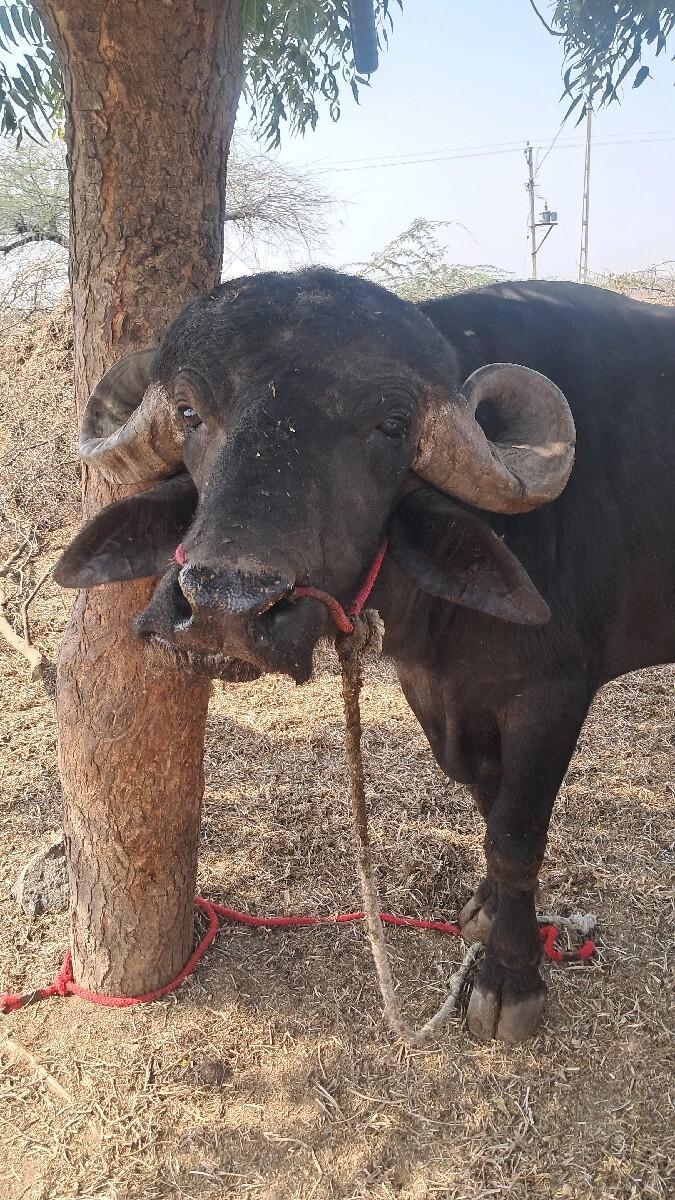 થંબનેલ 2