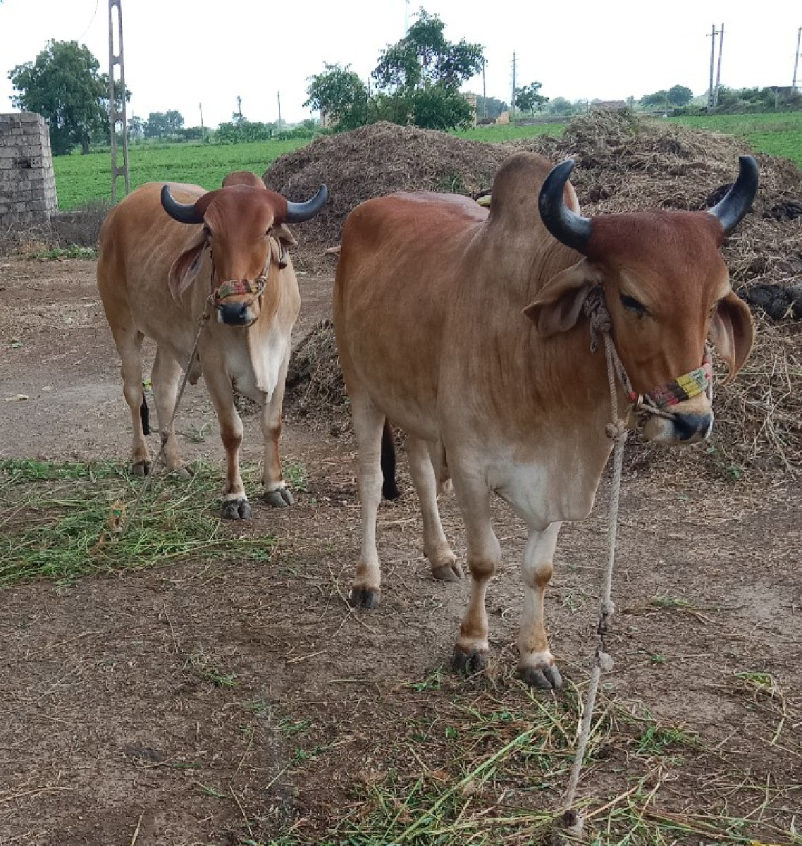 ગોધલા વેંચવાના છે