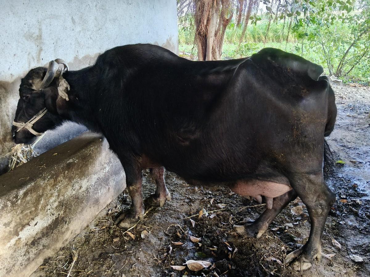 થંબનેલ 3