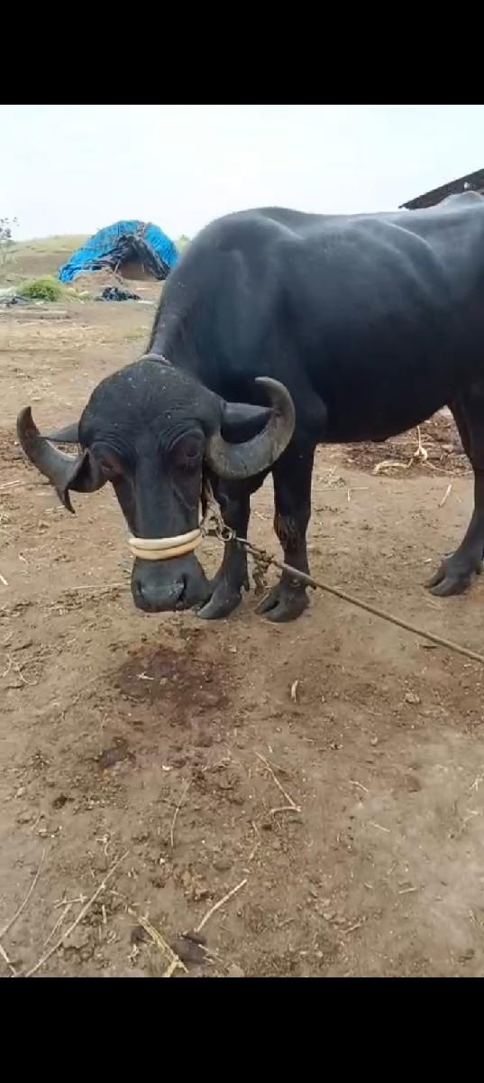 થંબનેલ 2